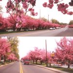 Cherry Blossoms in Cherry Hill, New Jersey