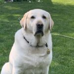 8th Annual Veterans Suicide Walk